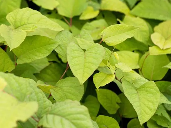 The inception of sister company - Knotweed Services UK LTD