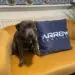 Maggie the office dog sitting on a yellow sofa beside an Arrow Service cushion